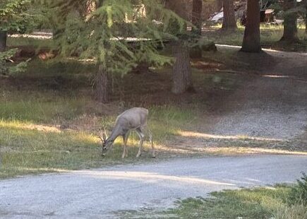 Deer in wilderness